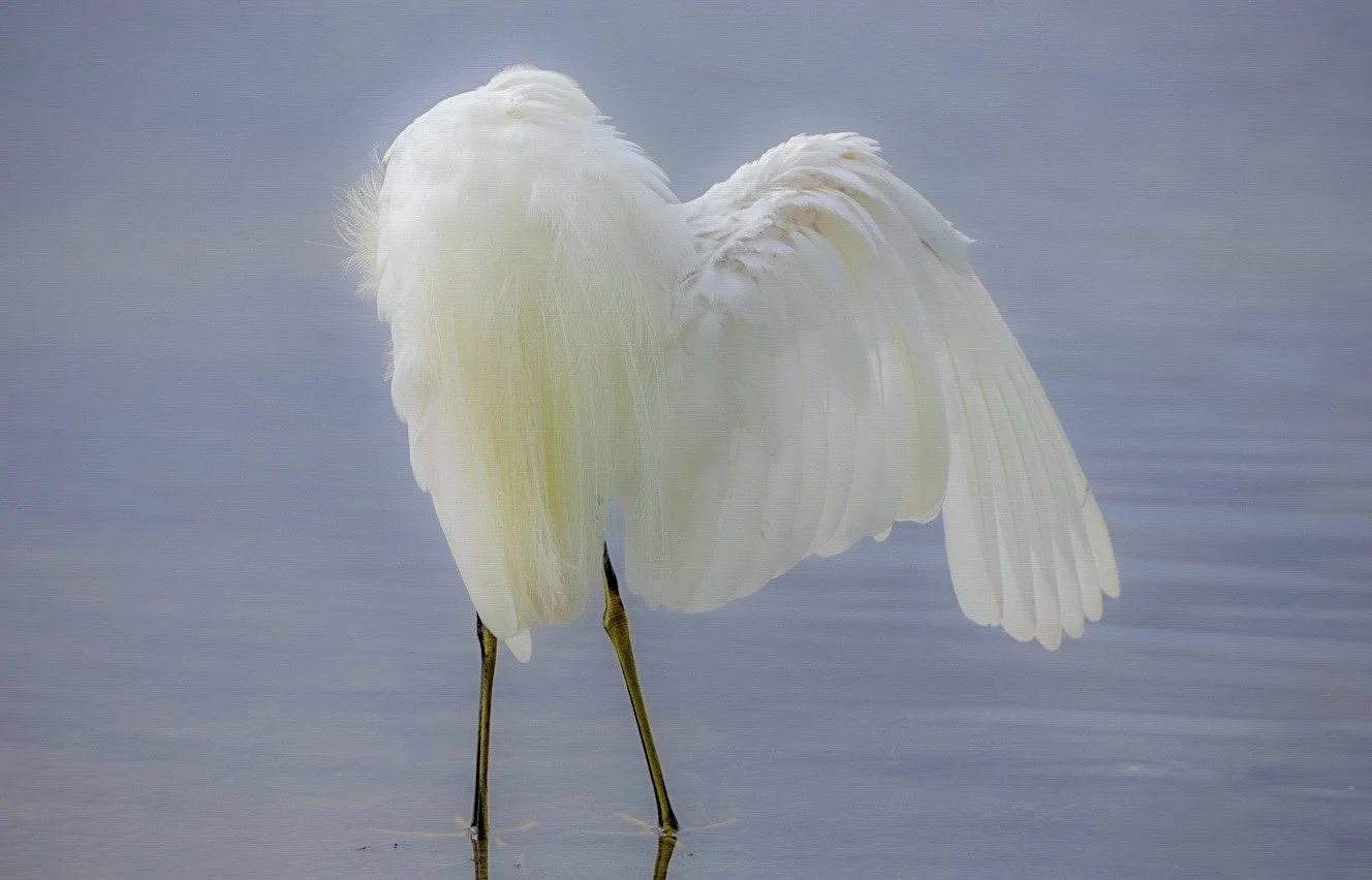 White Egret 55