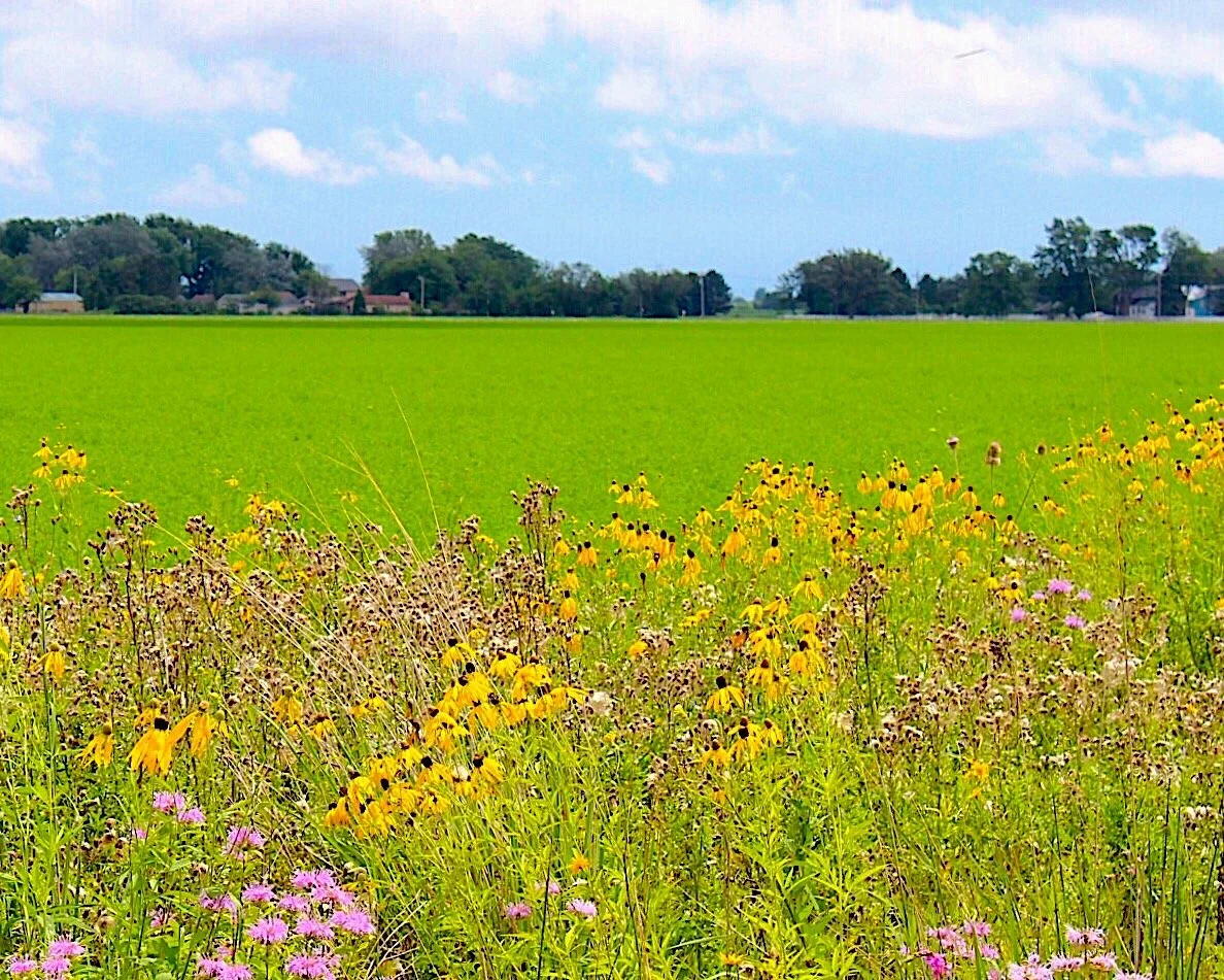 Oregon, OH Wildflowers 54