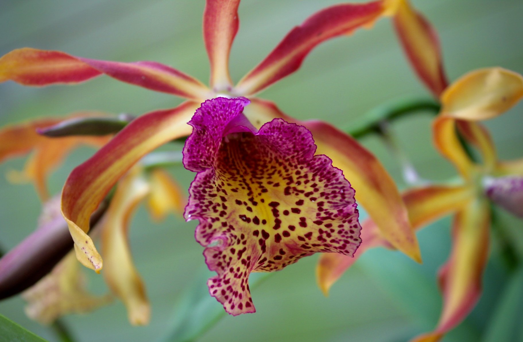 Orchid Flower 41