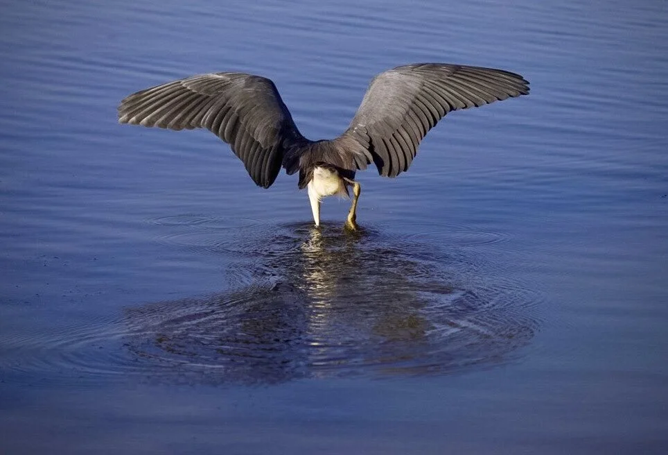 Tricolored Heron 39