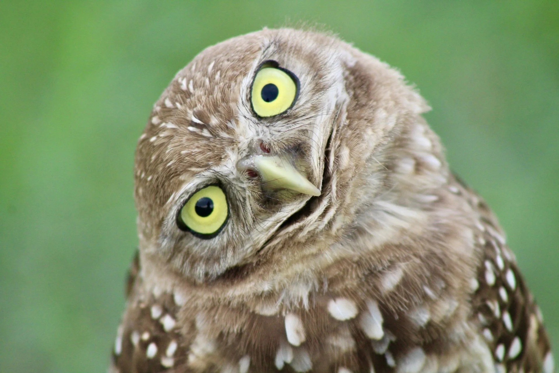 Burrowing Owl 1