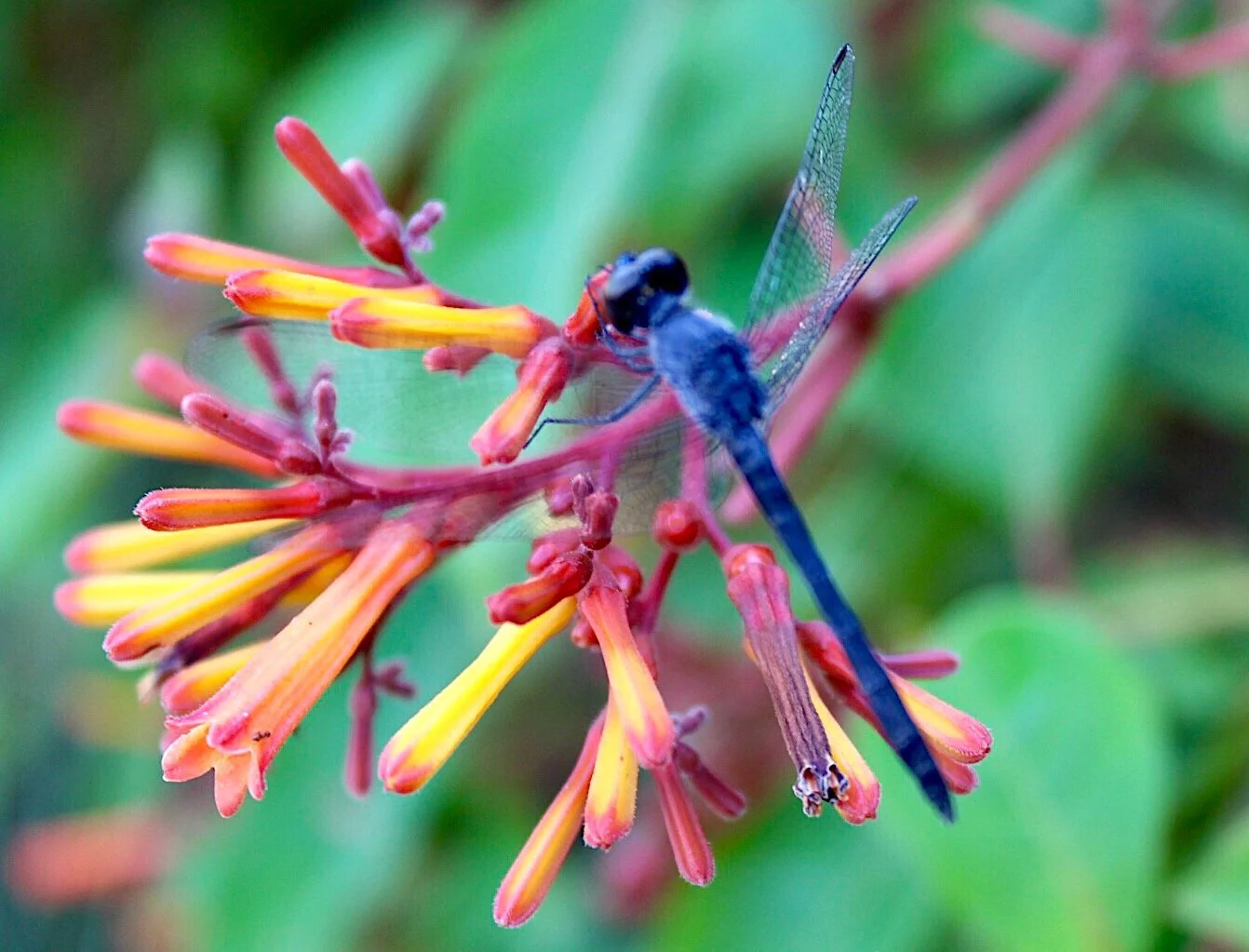 Dragonfly 49