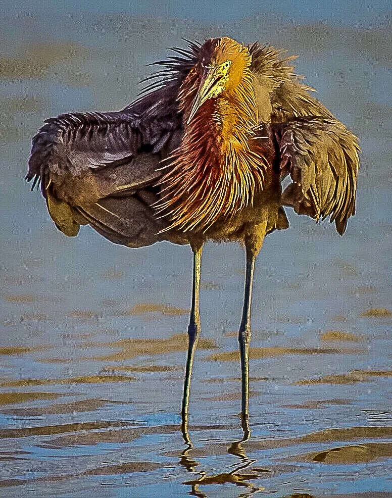 Reddish Egret 4