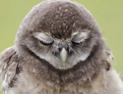 Burrowing Owl 24