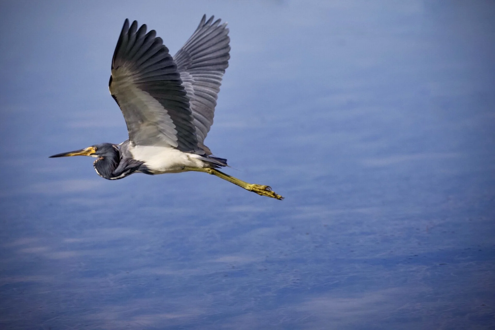 Tricolored Heron 57