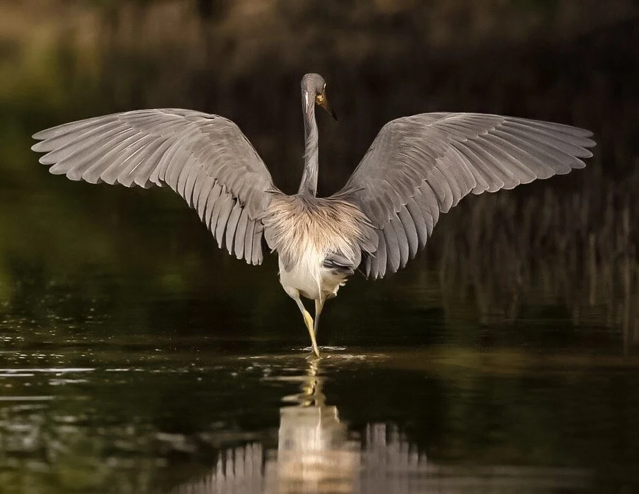 Tricolored Heron 6