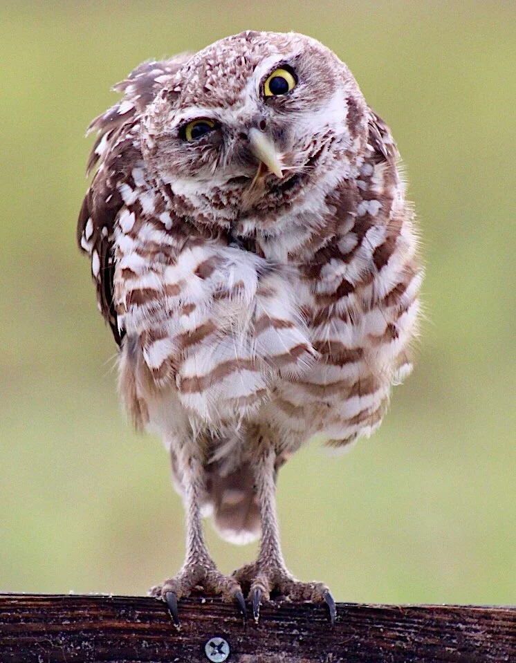 Burrowing Owl 26