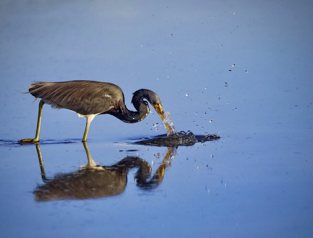 Tricolored Heron 41