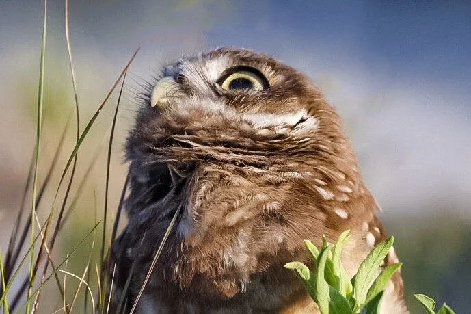 Burrowing Owl 22