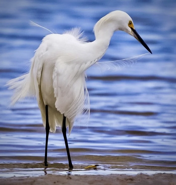White Egret 54