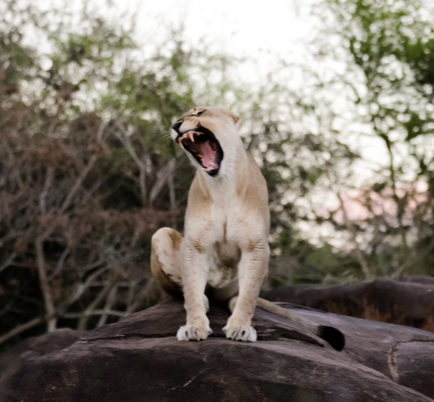 Lion 16