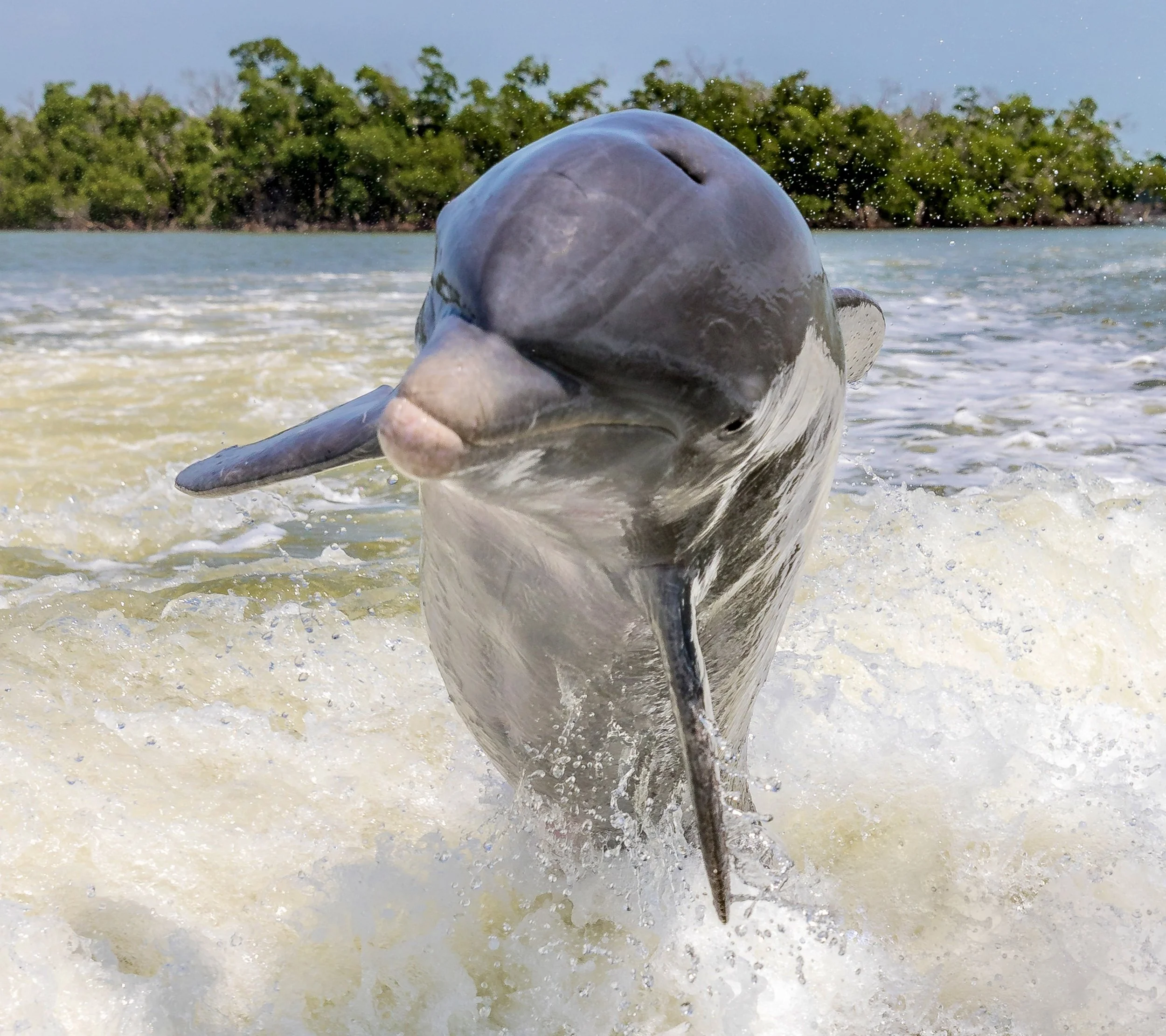 Dolphin 15
