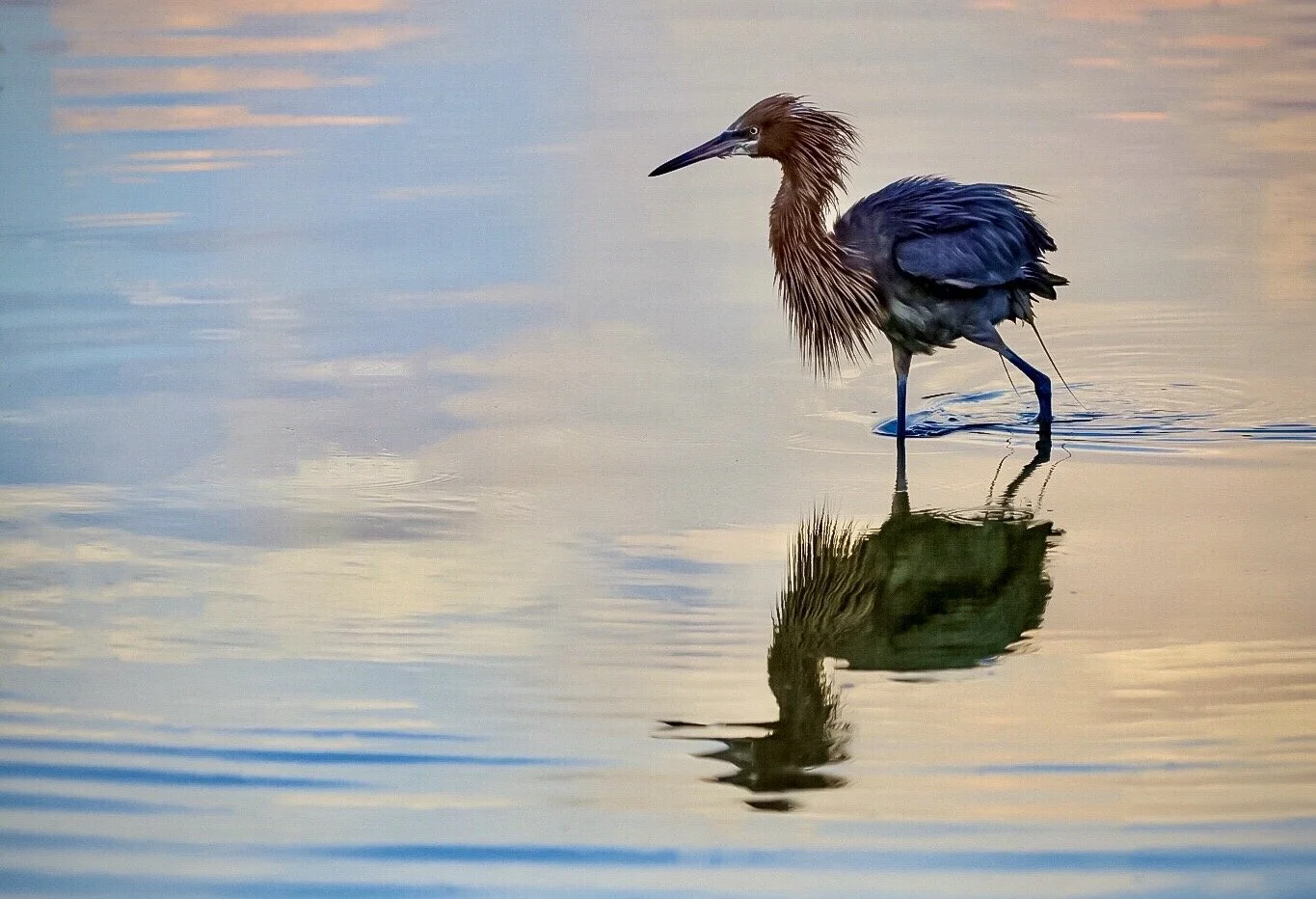 Reddish Egret 82