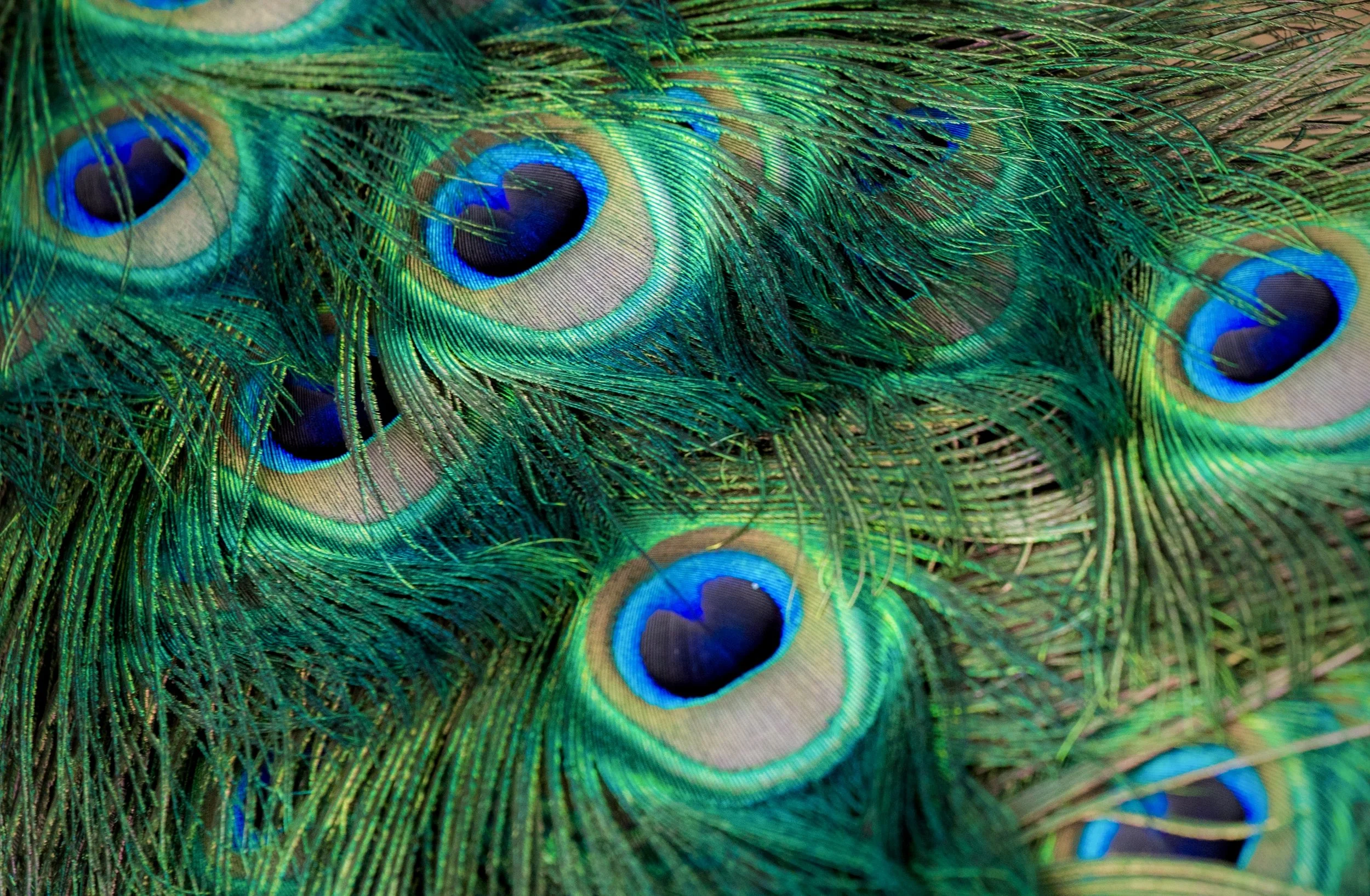 Peacock Feathers 22
