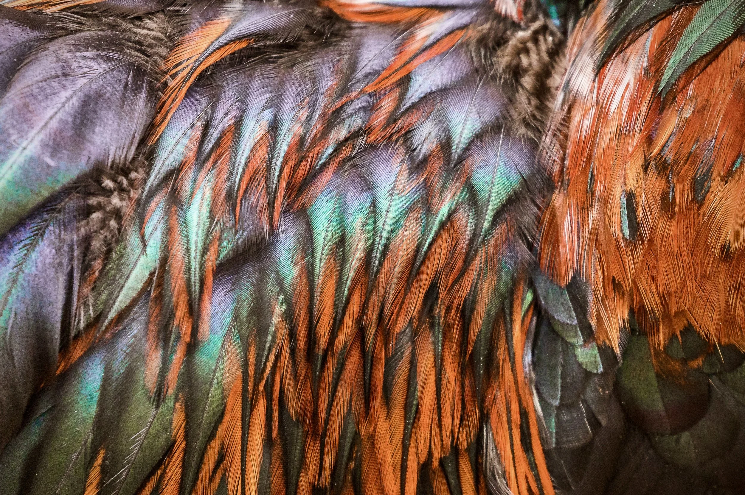 Peacock Feathers 24