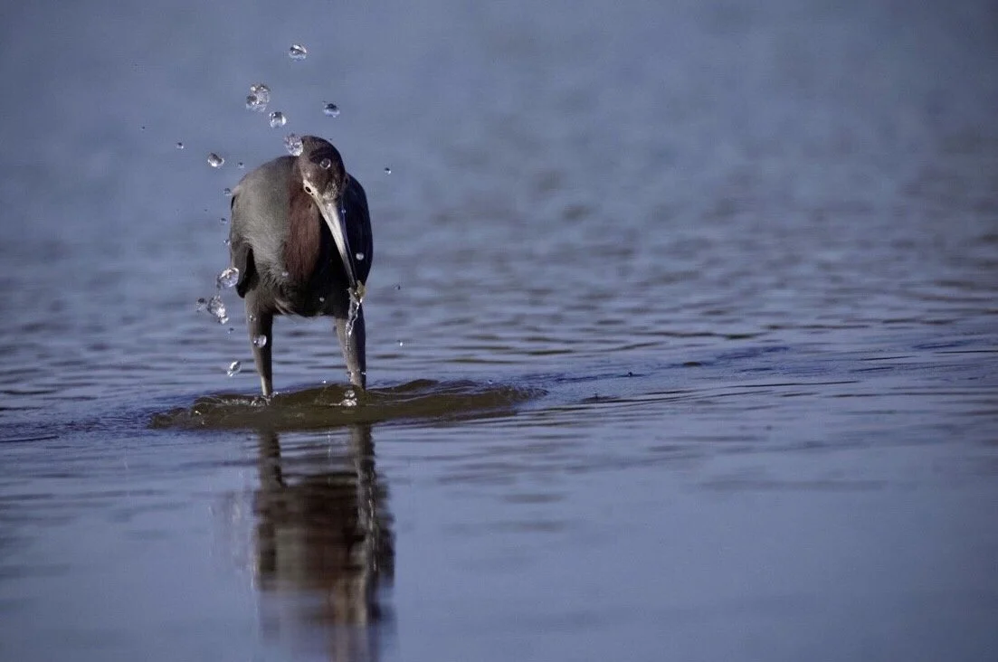 Tricolored Heron 65