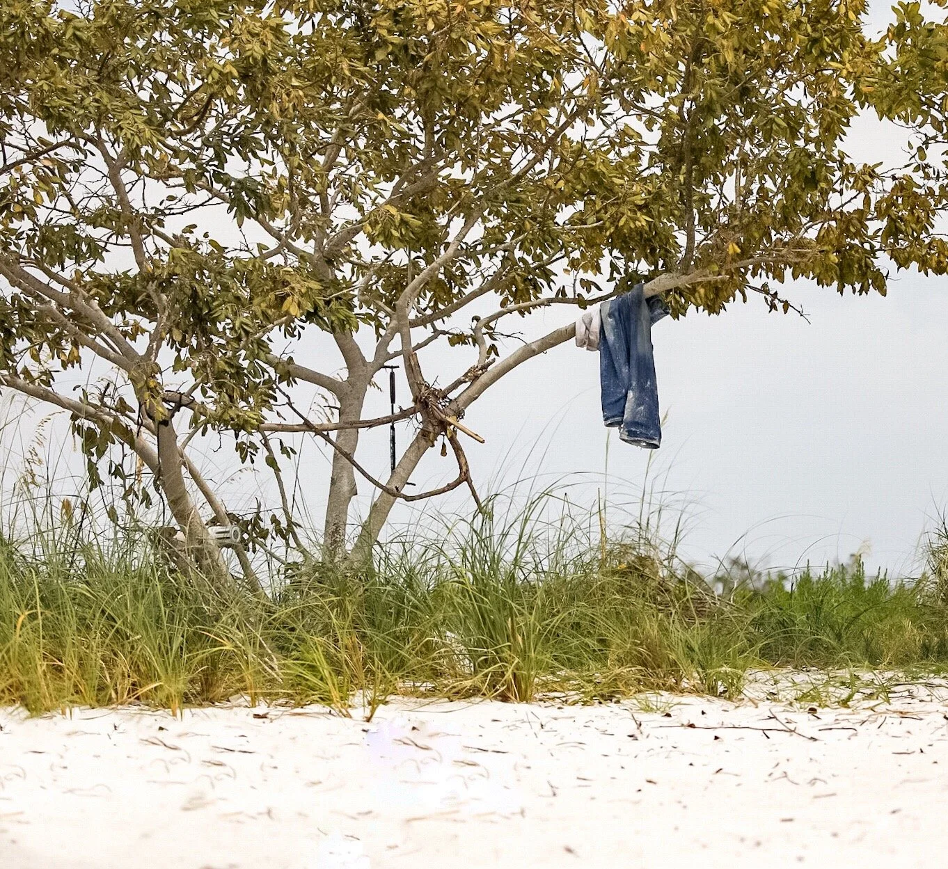 White Horse Key 10,000 Islands 58