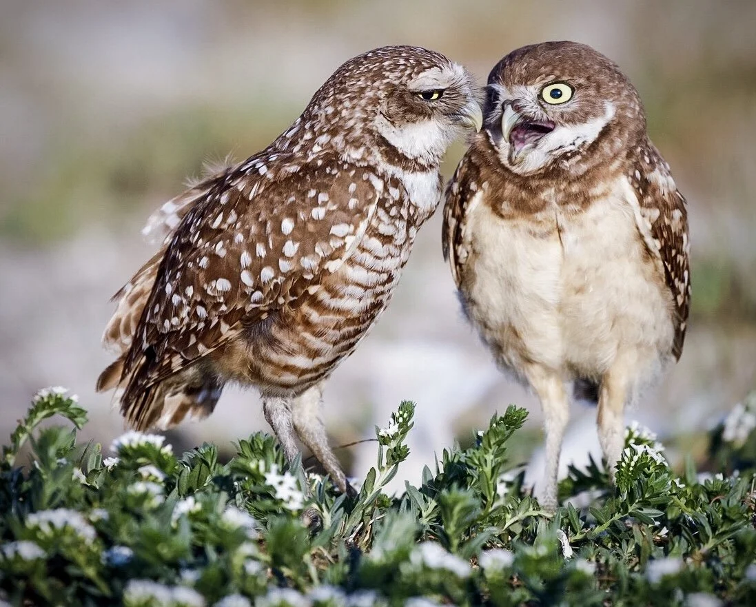 Burrowing Owls 4