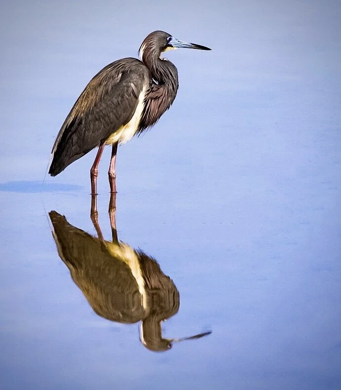 Tricolored Heron 37