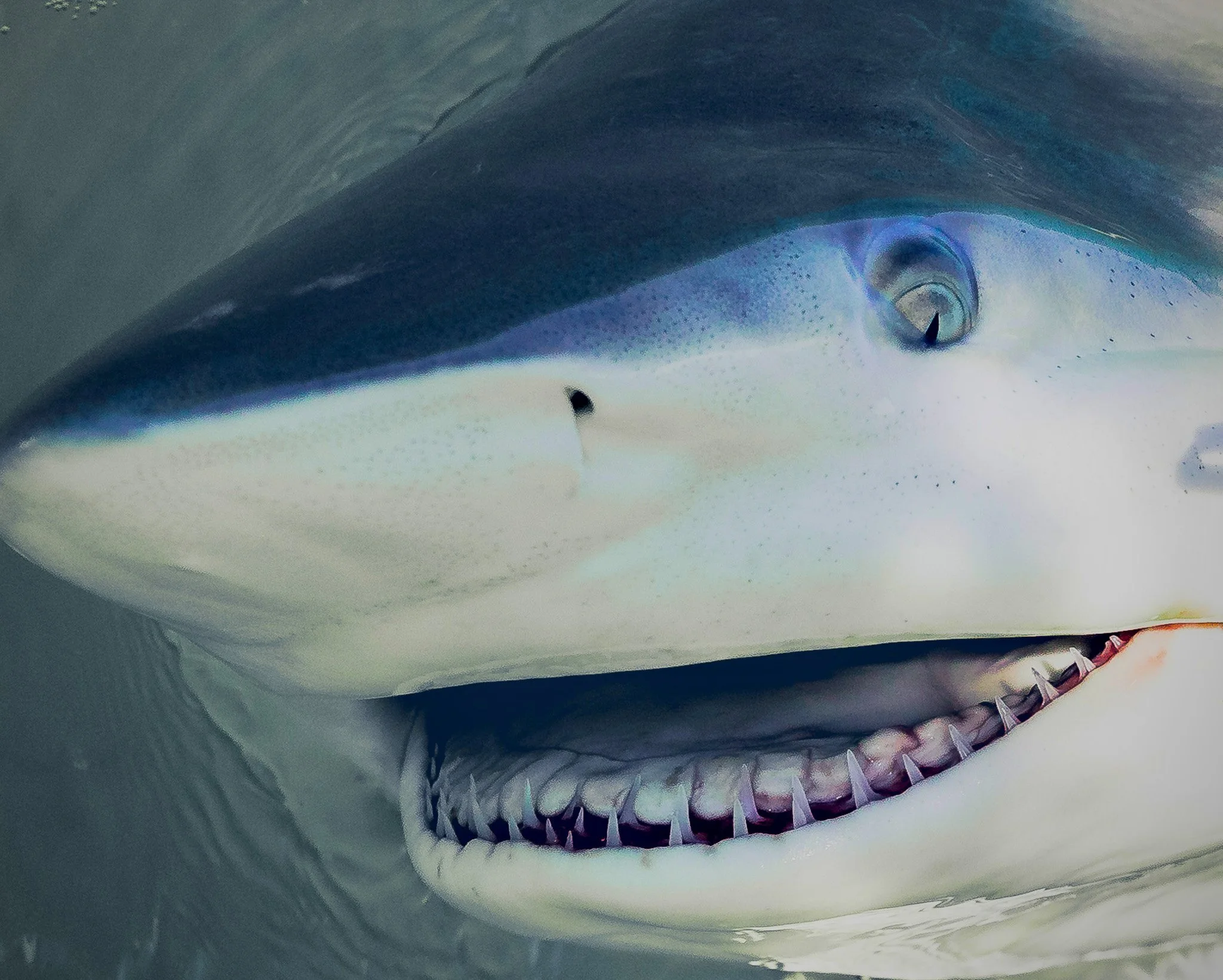 Bull Shark 5