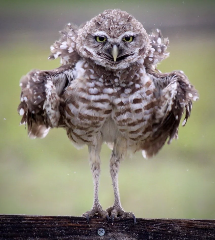 Burrowing Owl 3