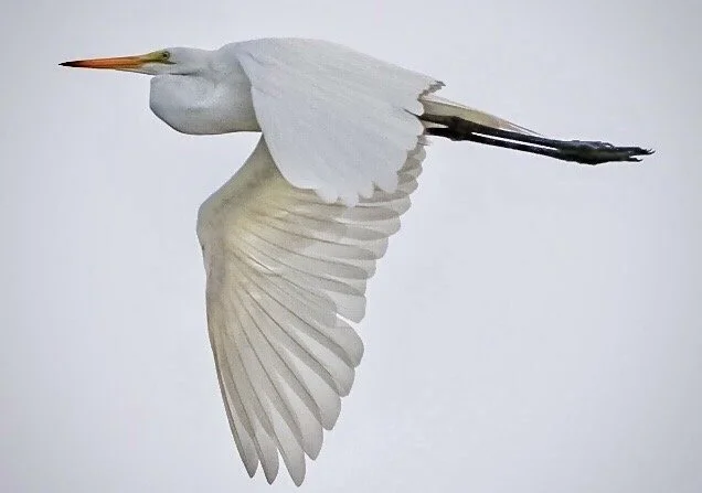 White Egret 62