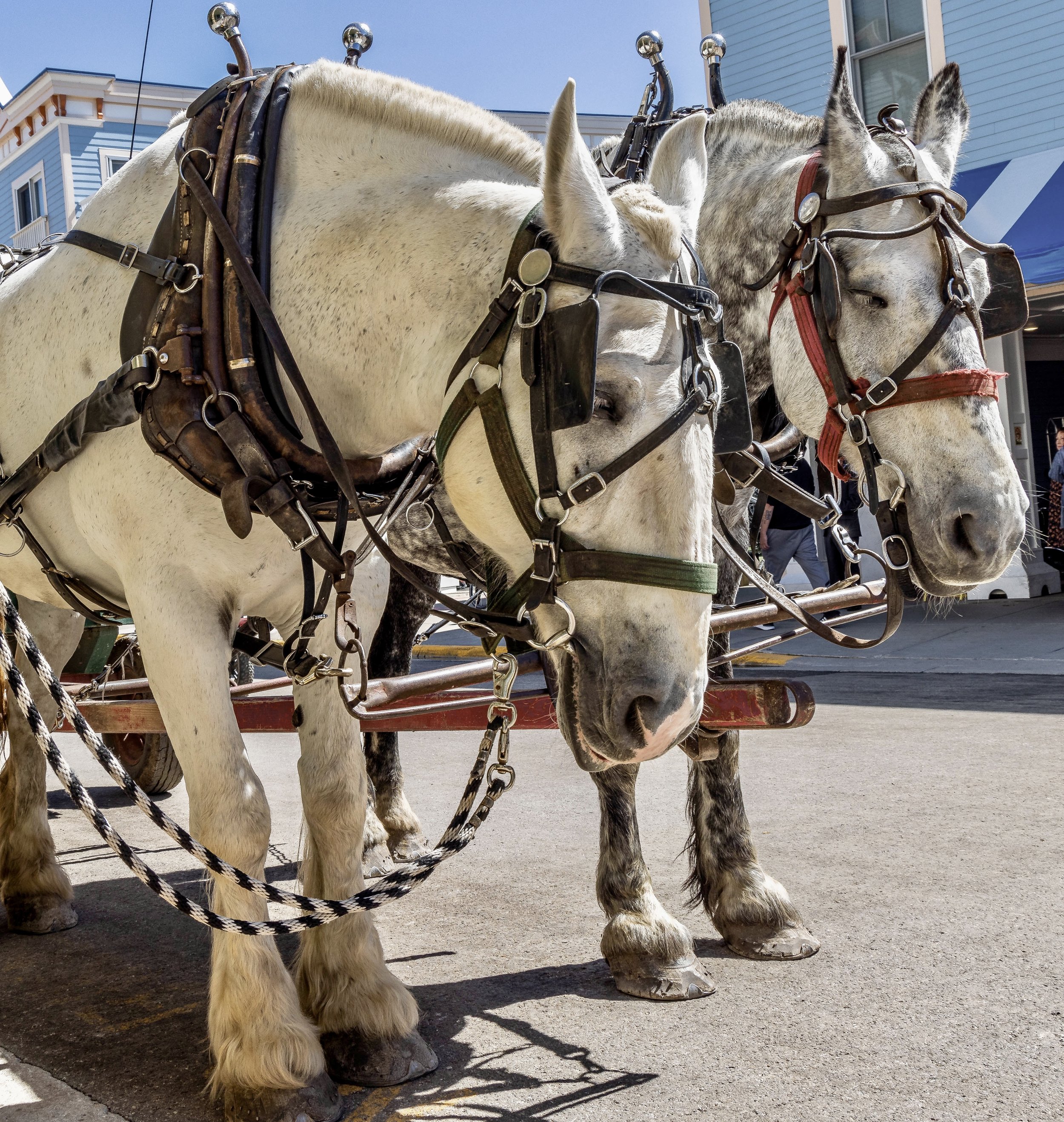 Three clydesdale horses with harnesses standing outside on pavement near colorful buildings under a clear blue sky.