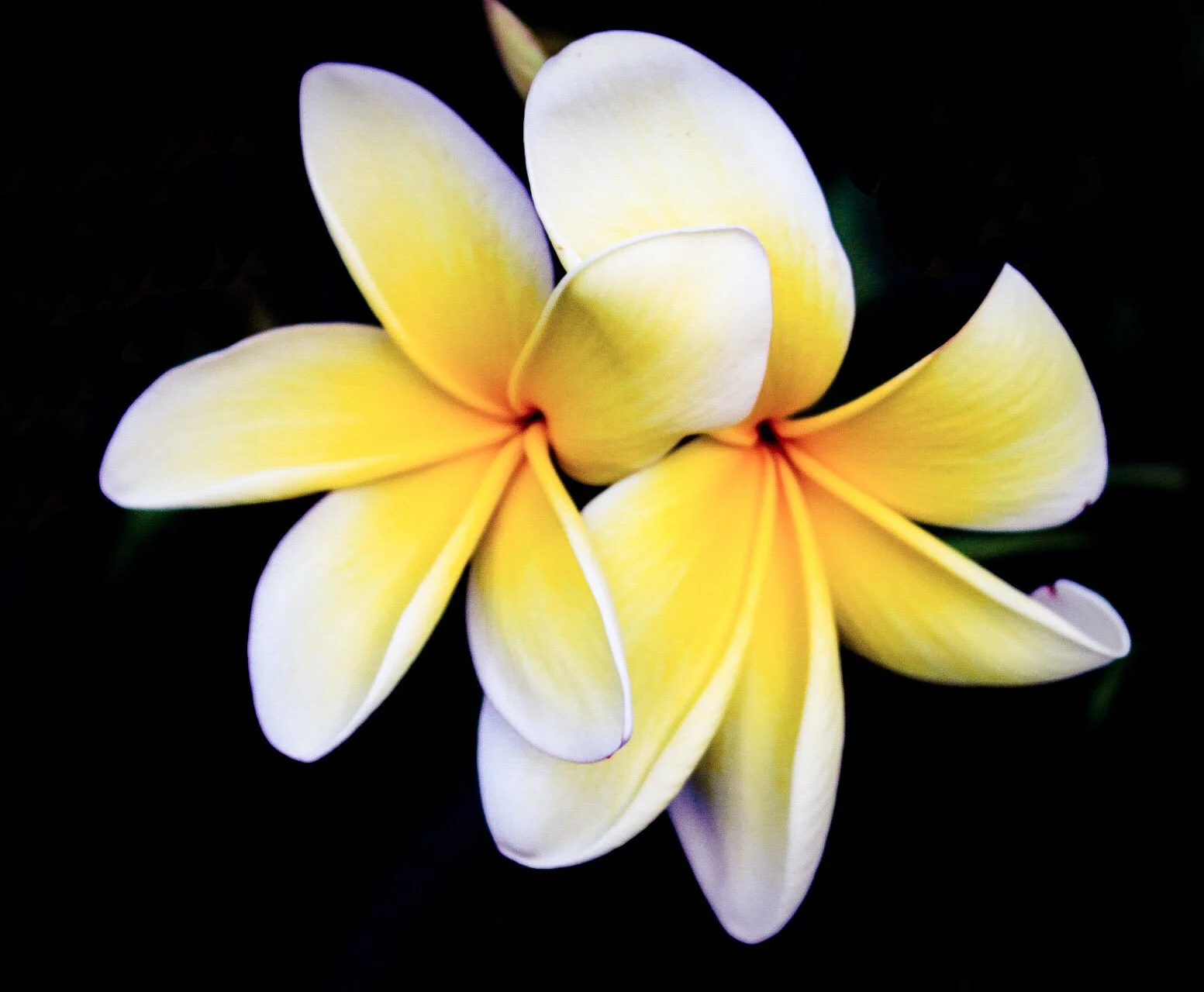 Close-up of yellow and white plumeria flowers on a dark background.