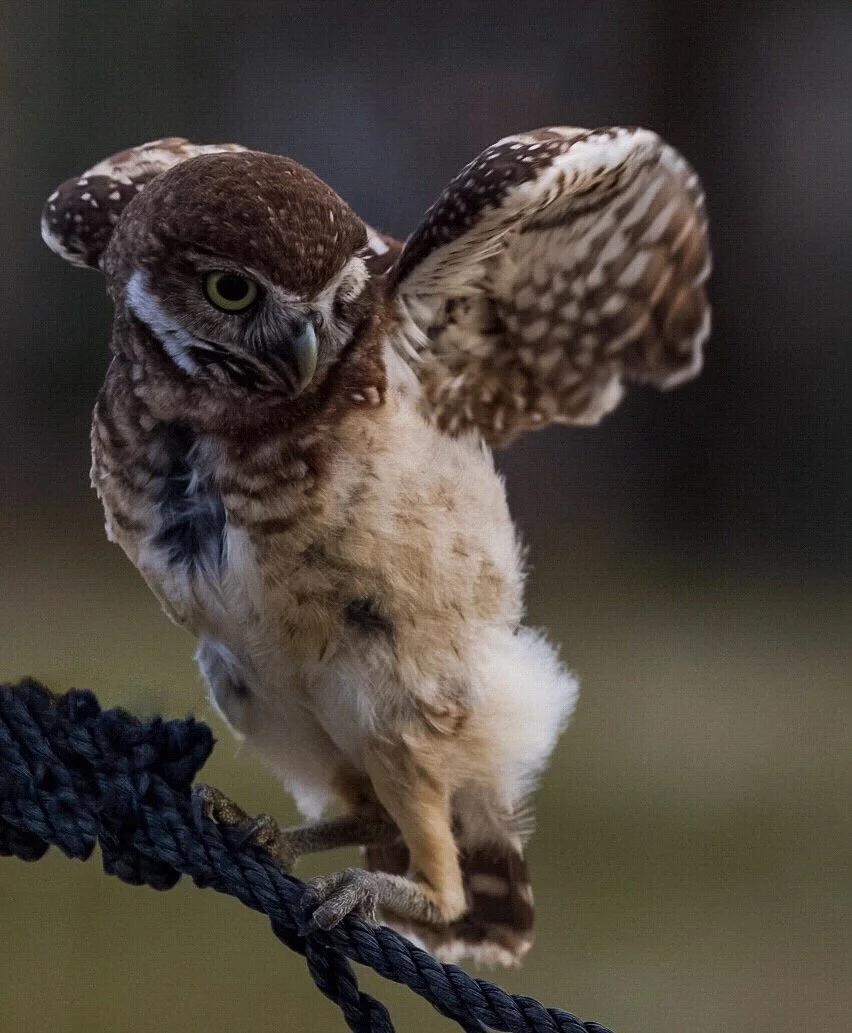 Burrowing Owl 30