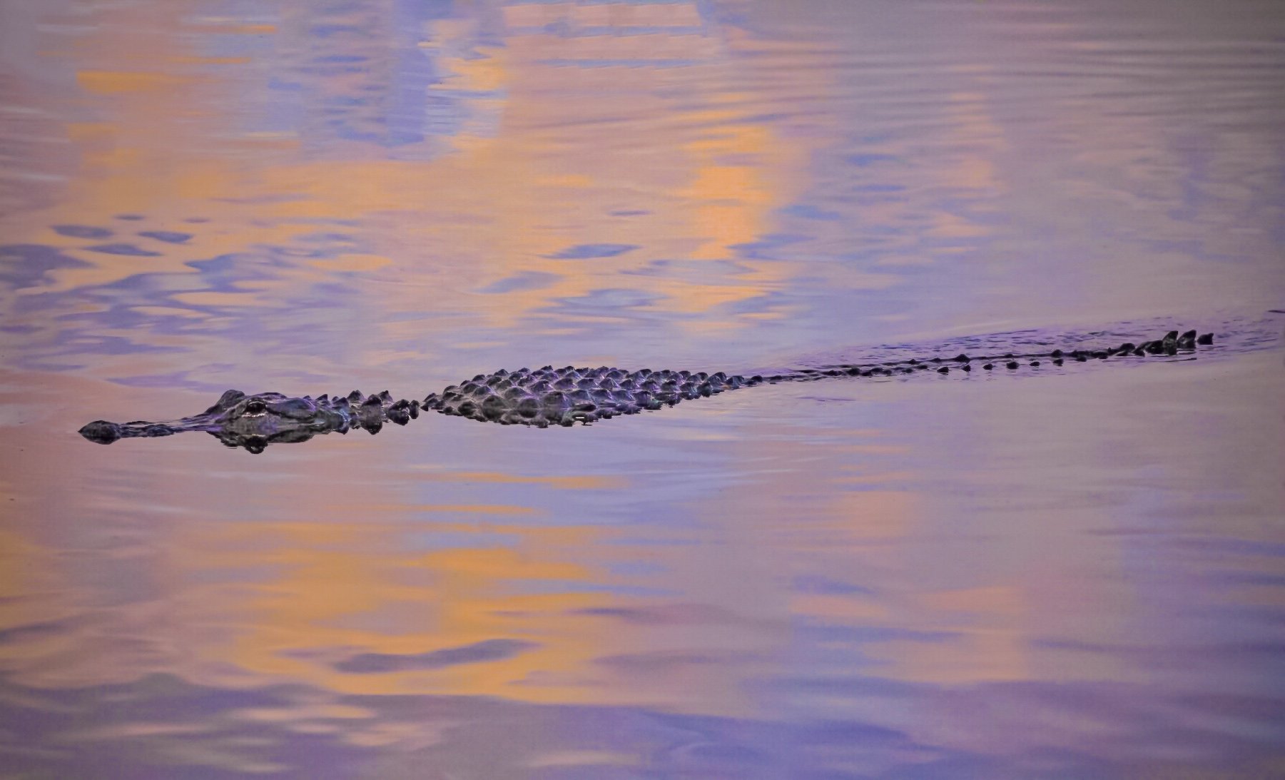 Sunset Reflection Alligator 8