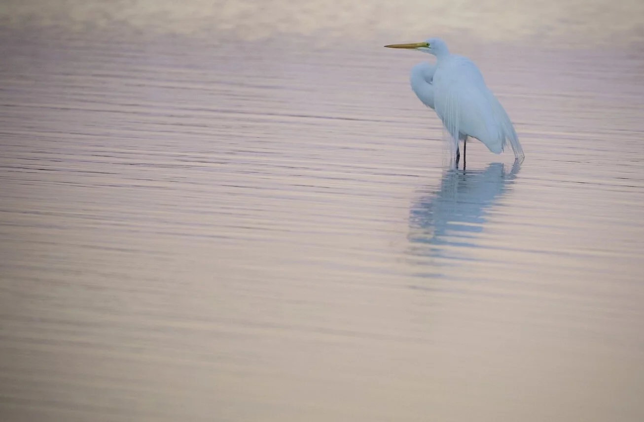 White Egret 33