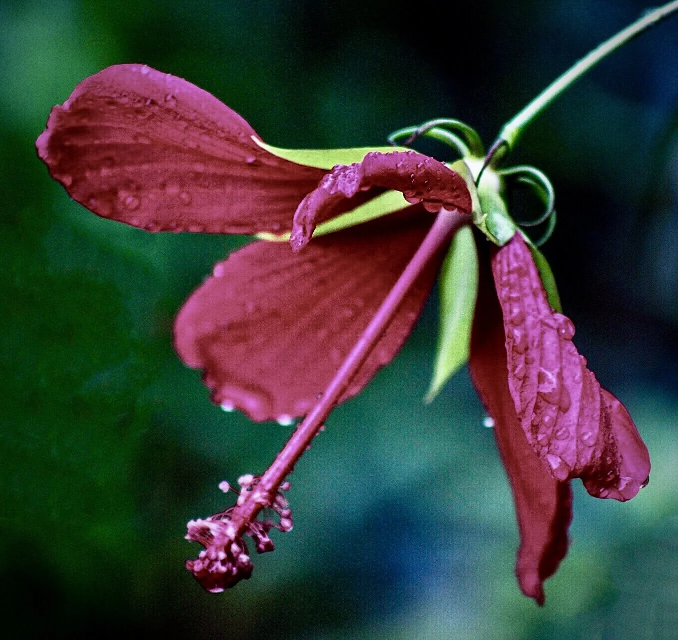 Flower 35