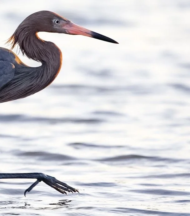 Reddish Egret 9