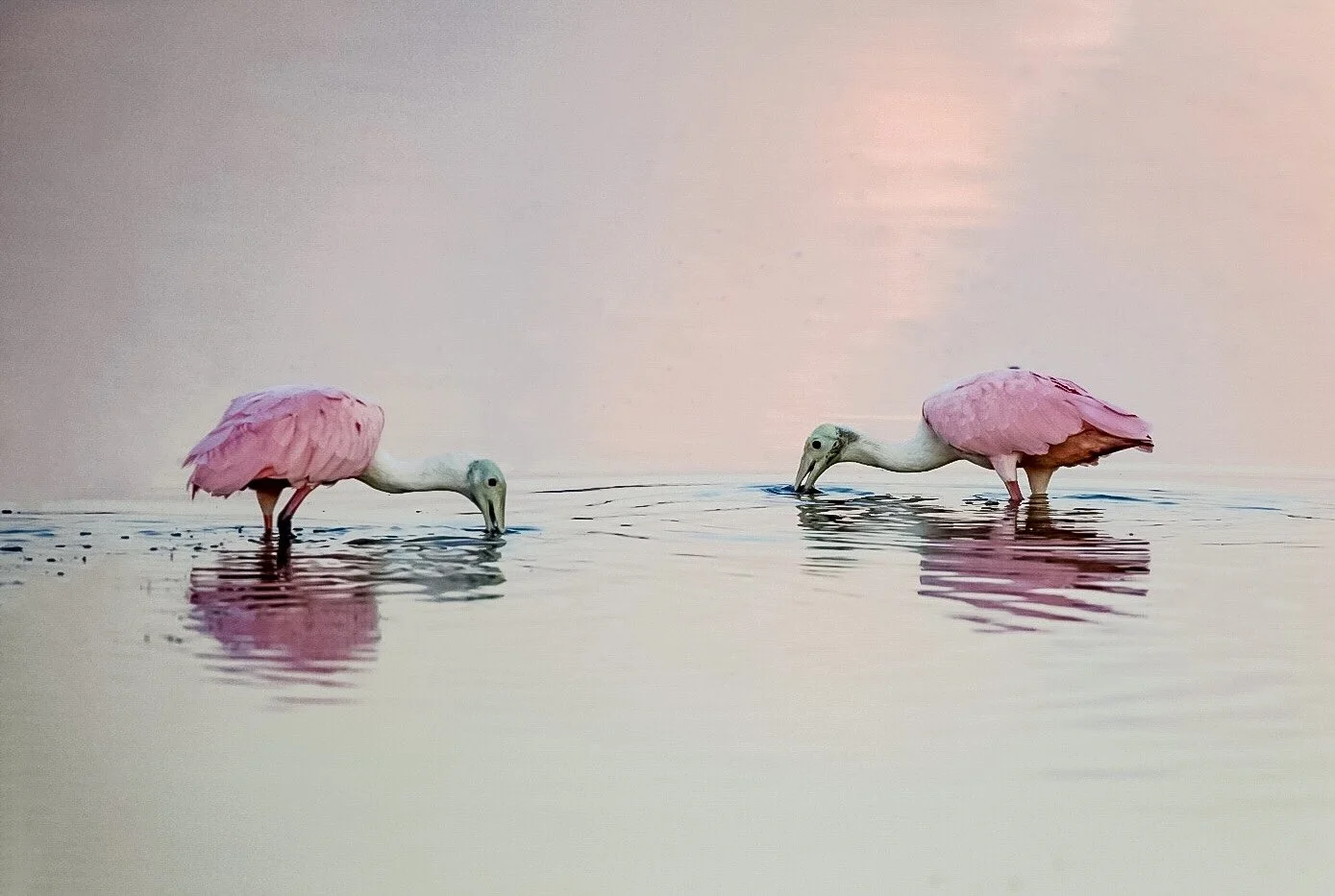 Spoonbills 25