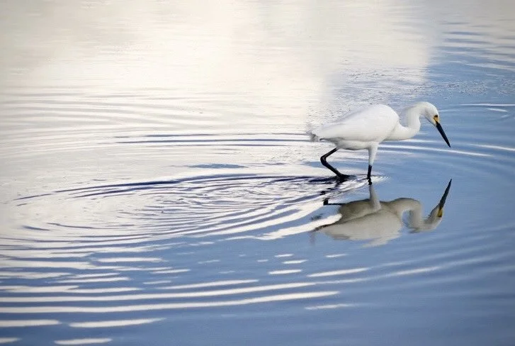 White Egret 31