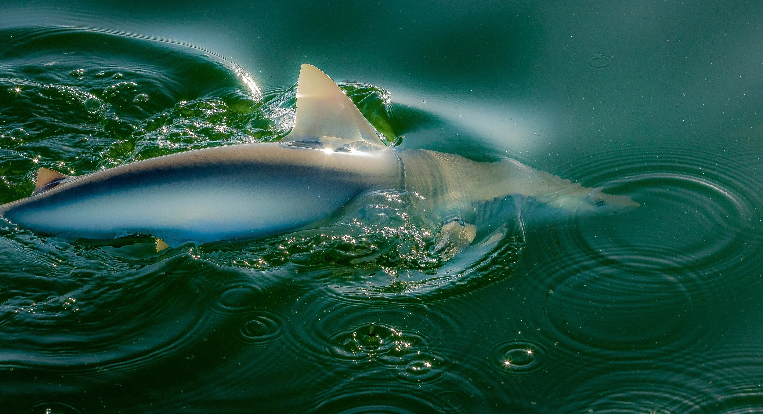 Lemon Shark 2
