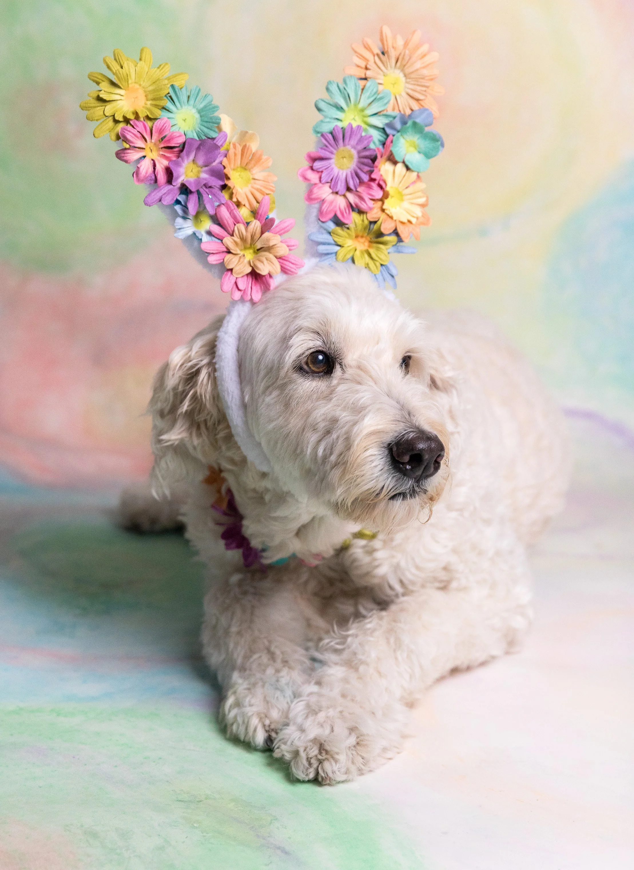 A dog with beige curly fur wearing rainbow-colored flower headband with petals in yellow, pink, purple, blue, orange, and green, against a pastel-colored background.