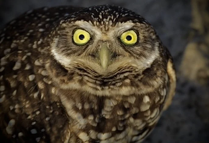 Burrowing Owls 20