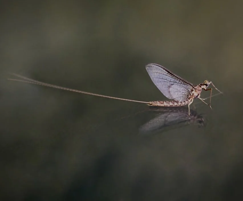 Mayfly 10