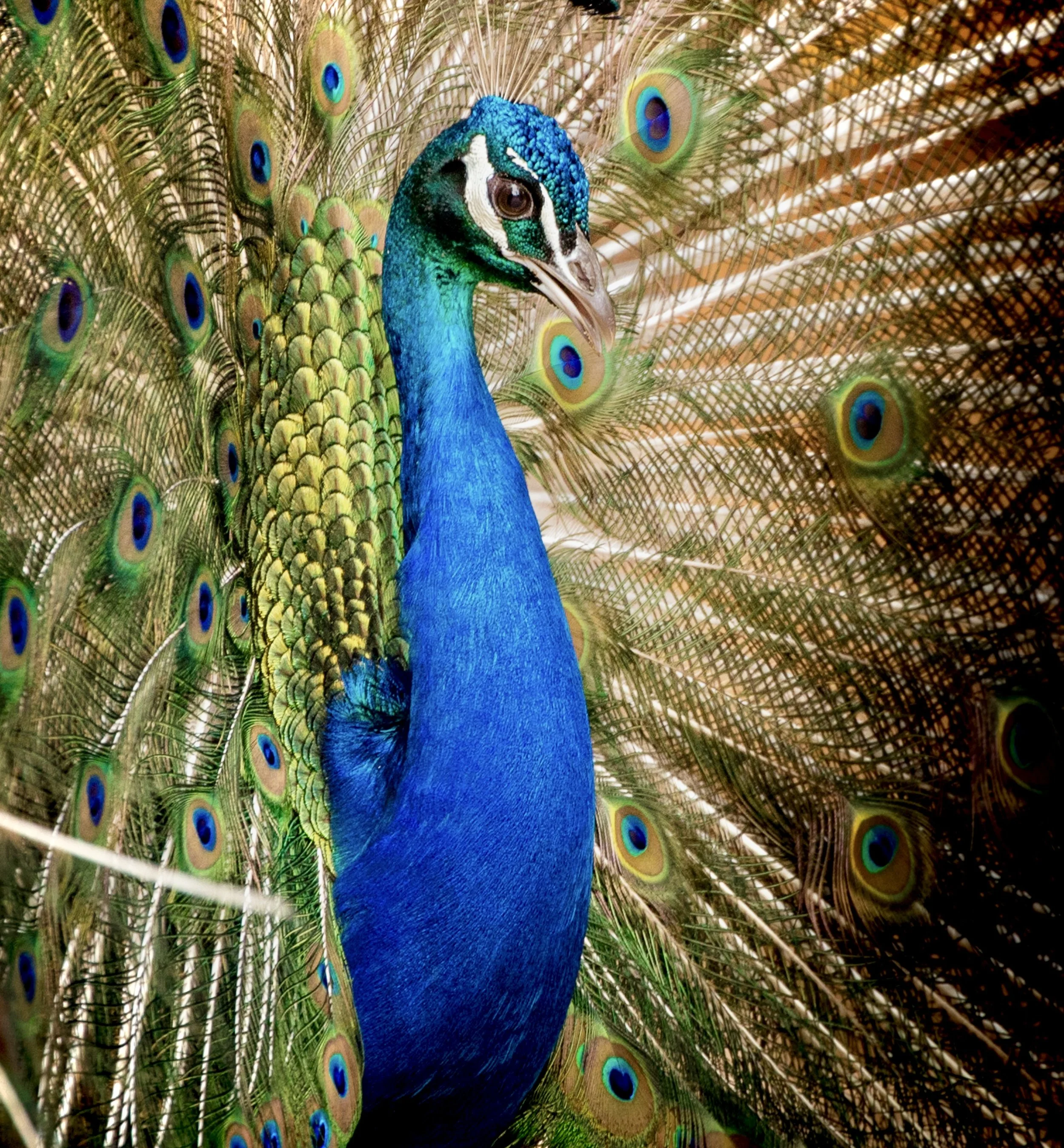 Peacock 19