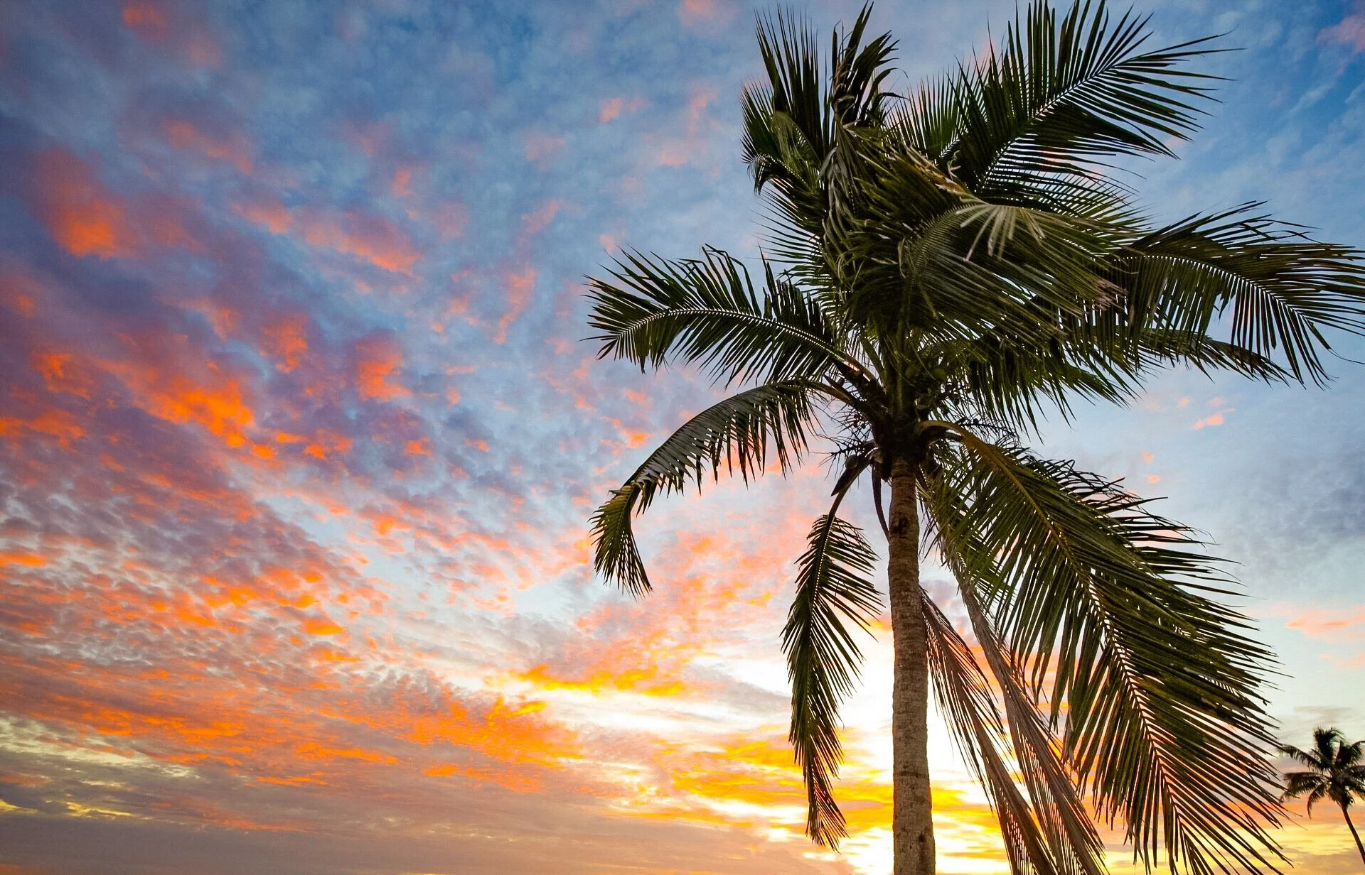A tall palm tree with large green fronds set against a colorful sunset sky with pink, orange, and blue hues.