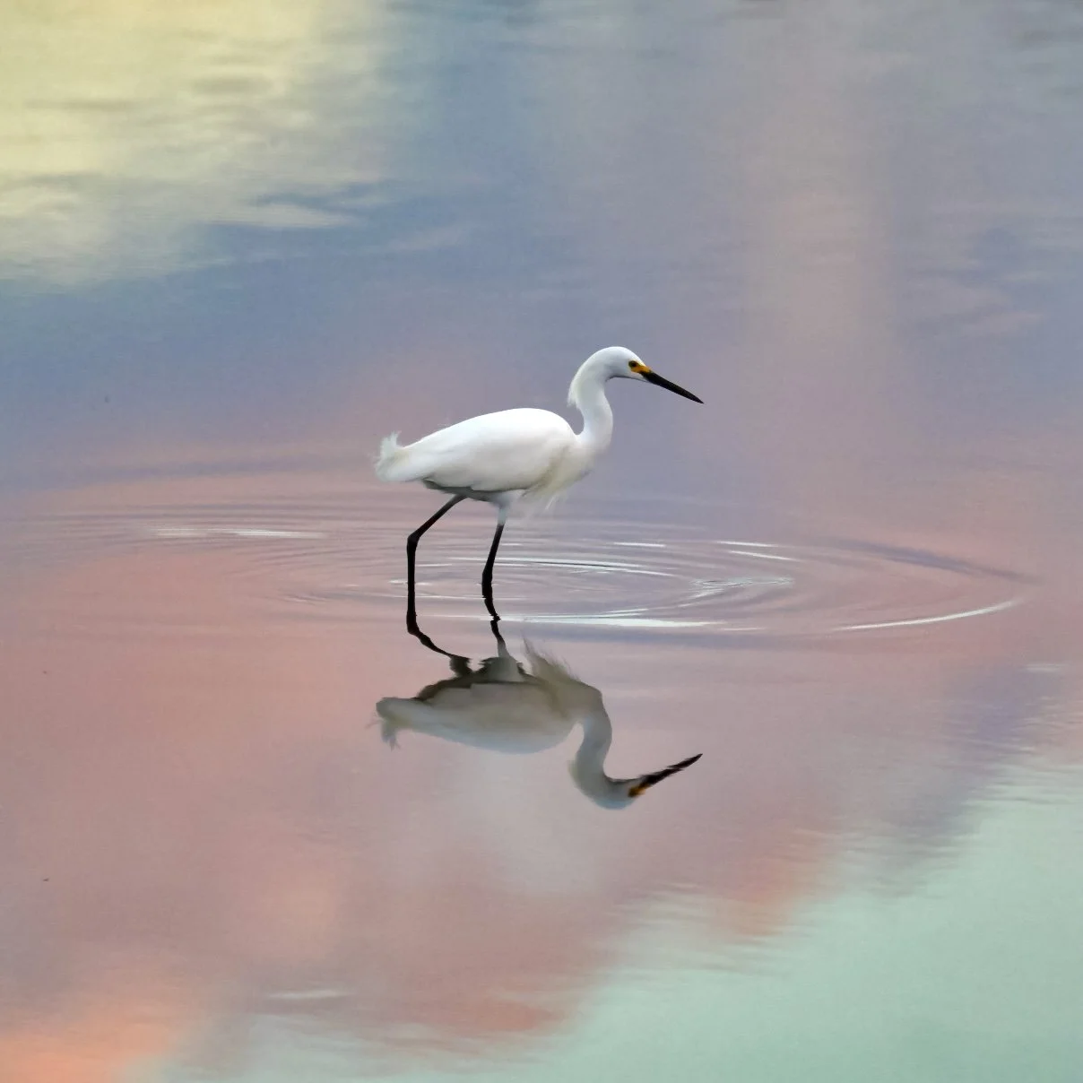 White Egret 15