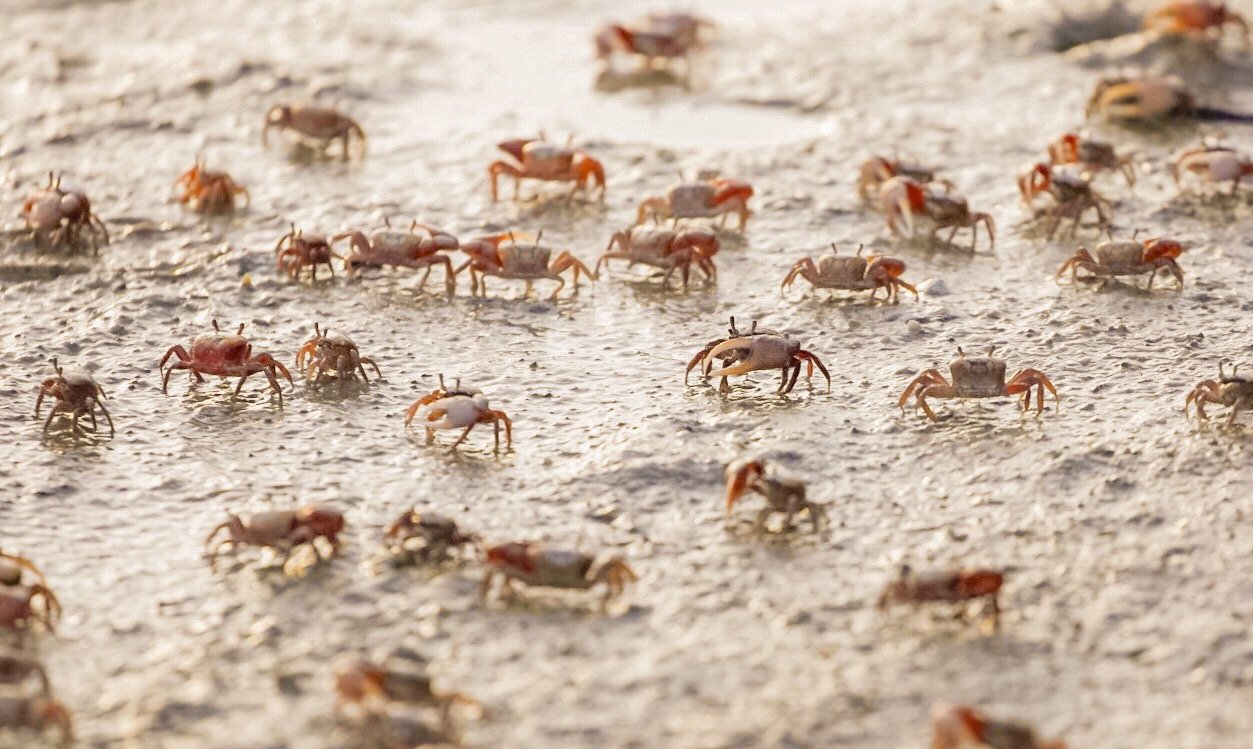 Fiddler Crabs Keeywadin Island 1