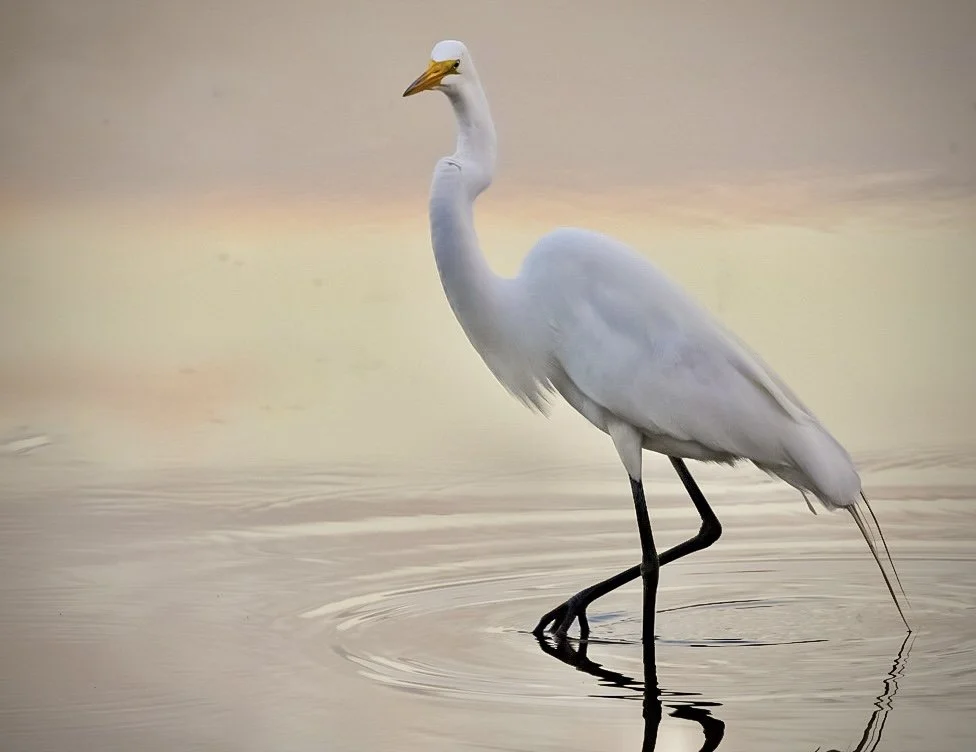 White Egret 63