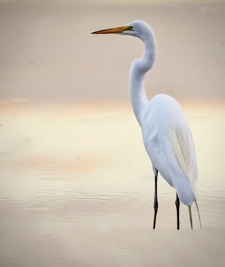 White Egret 1