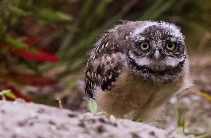 Burrowing Owl 28