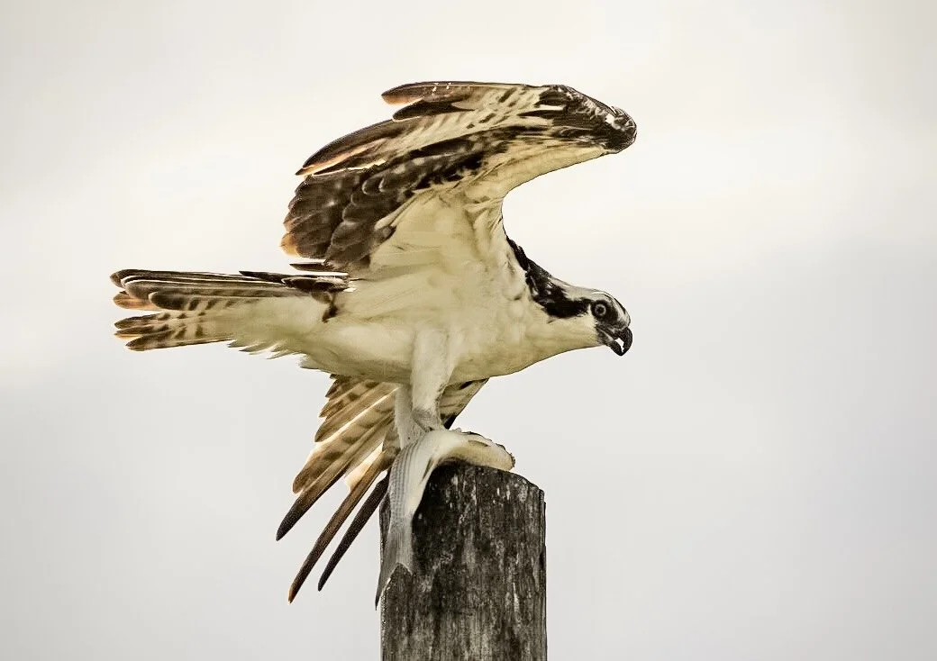 Osprey 17
