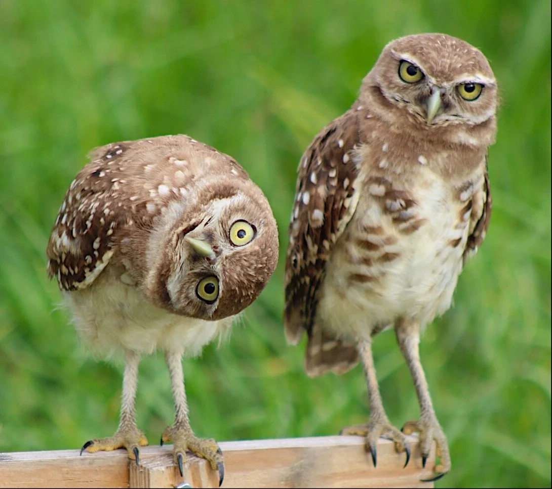 Burrowing Owls 27