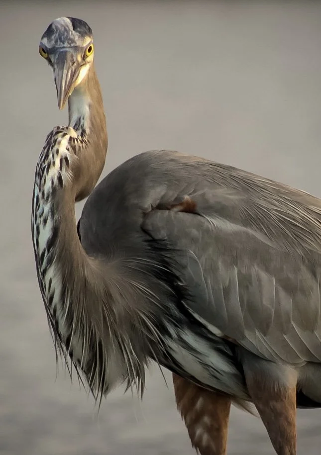 Great Blue Heron 69