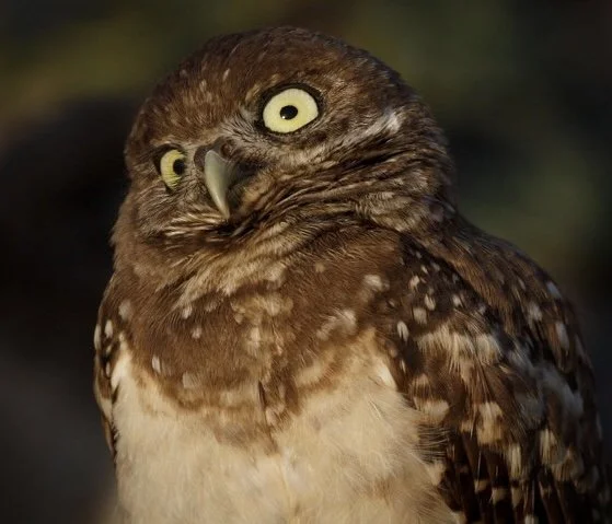 Burrowing Owl 34